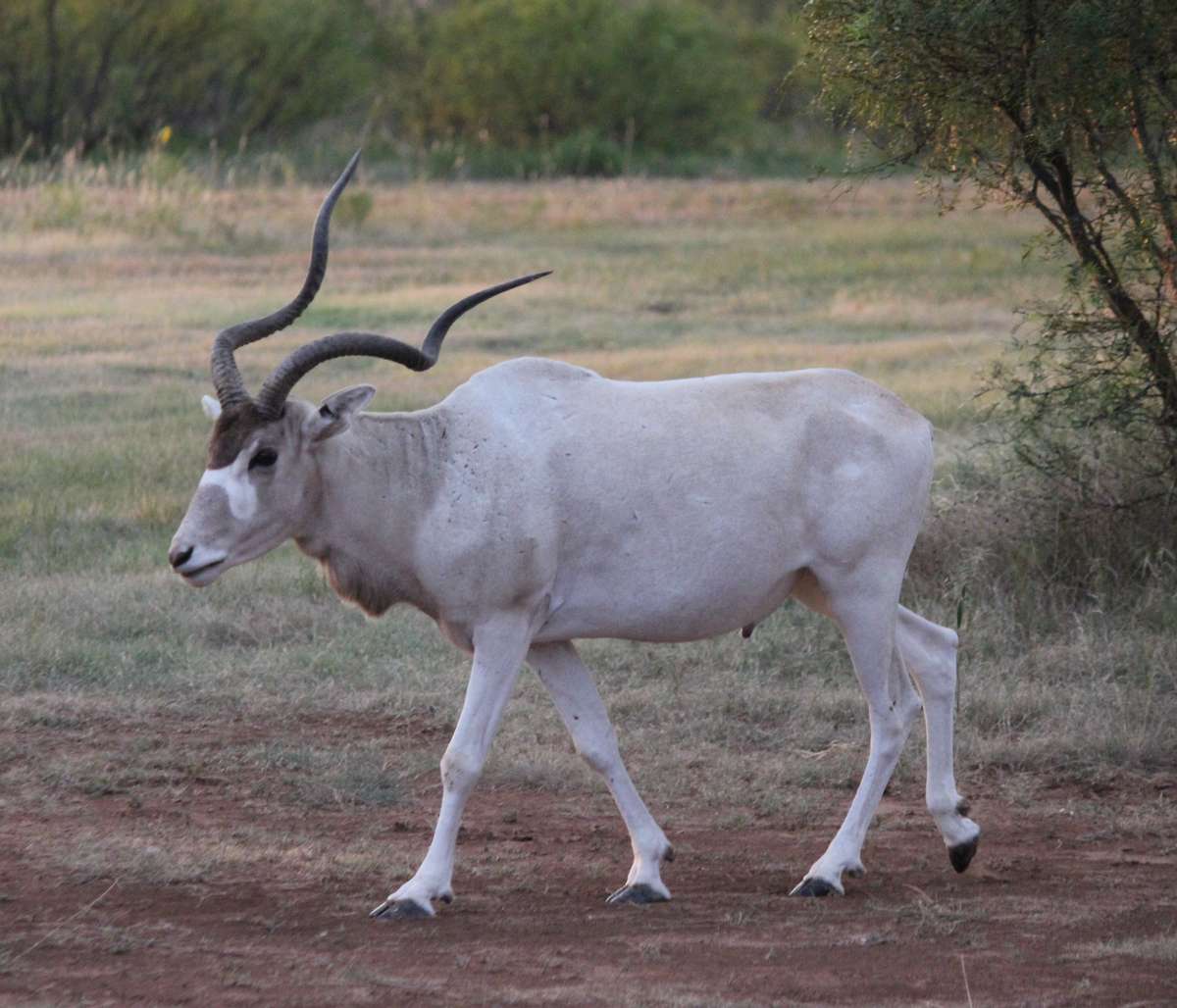 Addax